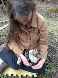 Taking baby chicks on an outdoor excursion
